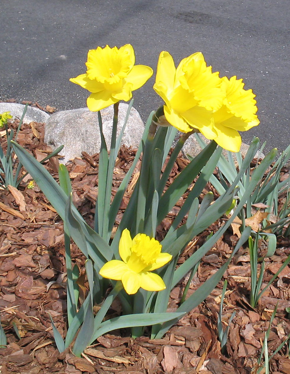 [daffodils1+2008.jpg]