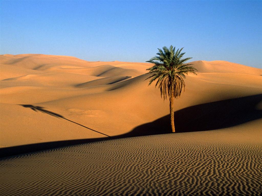 [2007021403192612_Lone Palm, Sahara Desert - 1600x1200 - ID 12250.jpg]