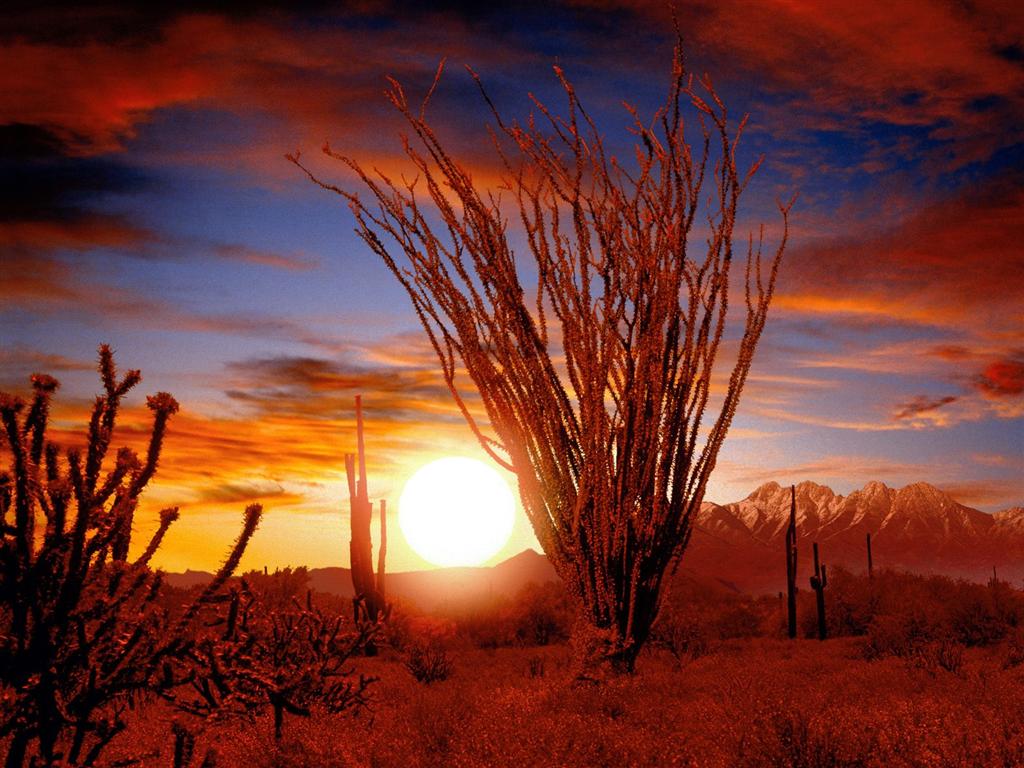 [2007021403193116_Ocotillo, Sonora Desert, Arizona - 1600x1200 - I.jpg]