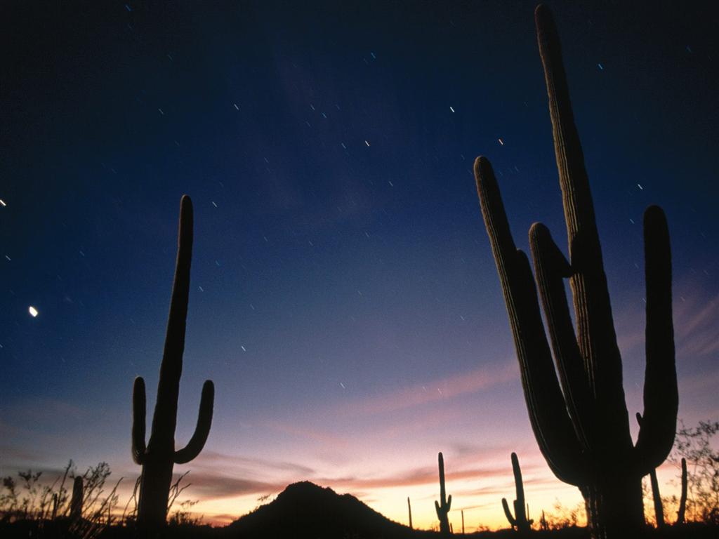 [2007021403194124_Star Trails, Saguaro National Park, Arizona - 16.jpg]