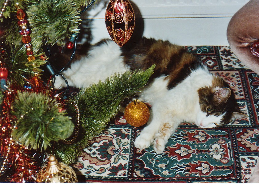 [Ollie+Christmas+2006.jpg]