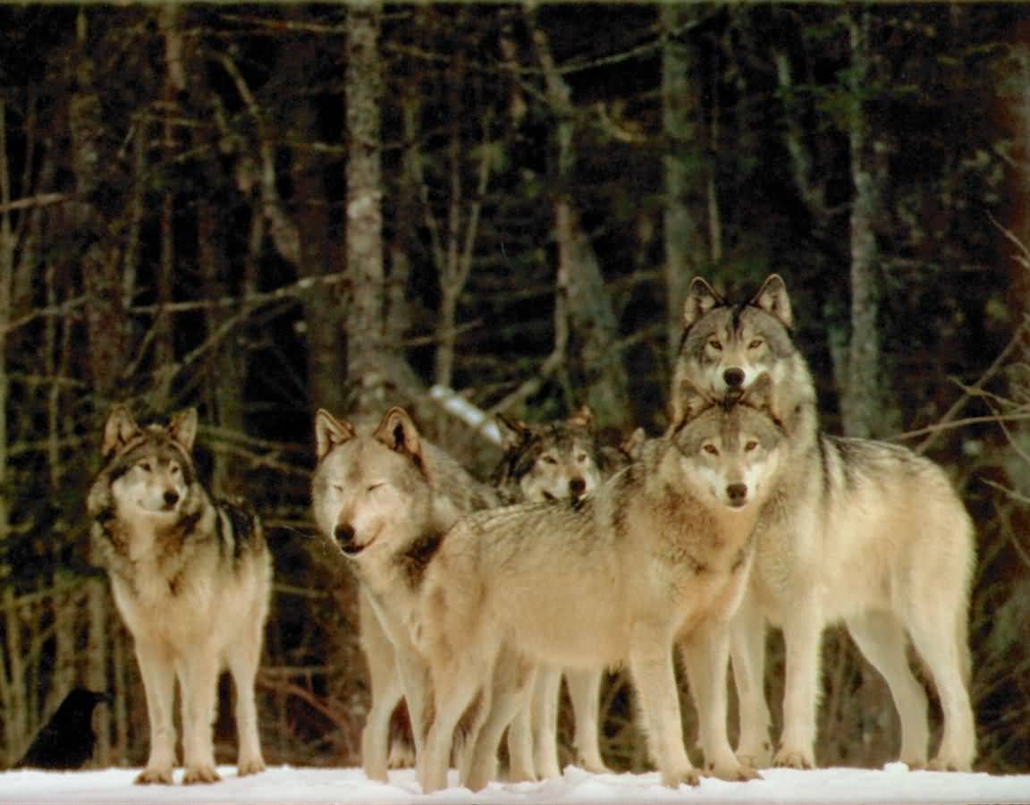 [wolves-05-(1152x900).jpg]