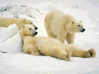 [Polar+Bears1.jpg]