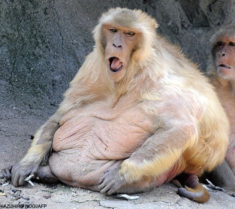 [obese+monkeys.jpg]