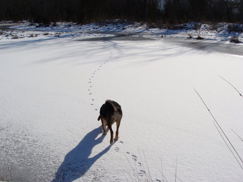 Dog tracks coyotes