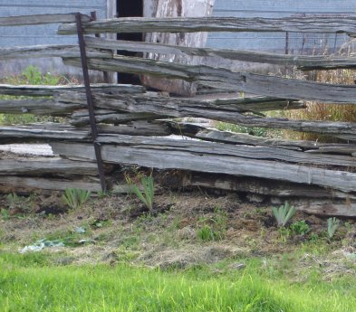 irises under barnyard fence