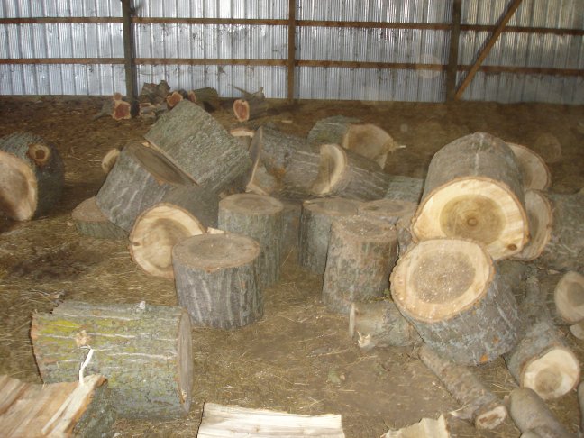 Unsplit logs in the barn