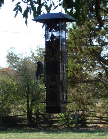 Squirrel-be-gone feeder and chickadee