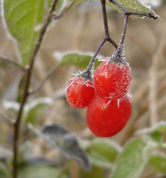 Frosty bittersweet nightshade berries