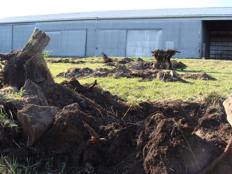 Aftermath of tree-root removal in the orchard area