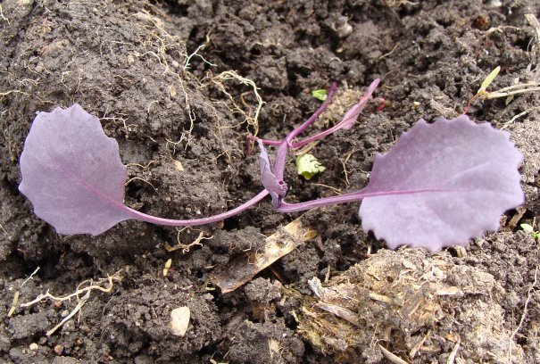Red cabbage transplant