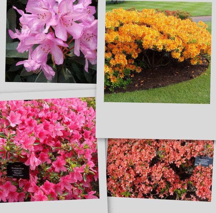 [rhododendron_collage.jpg]