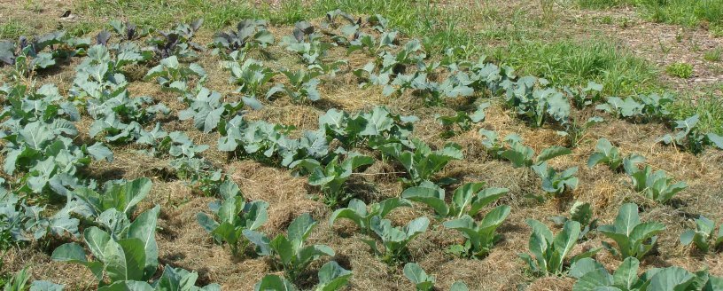 Cauliflower and broccoli bed with grass mulch
