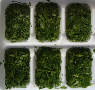 Chopped coriander/cilantro ready for freezing