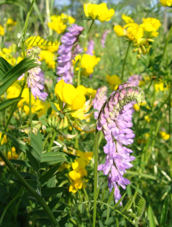 American vetch and bird's foot trefoil