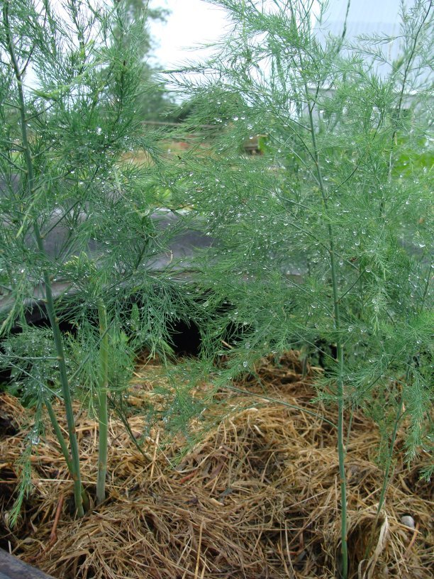 Raindrops on asparagus ferns