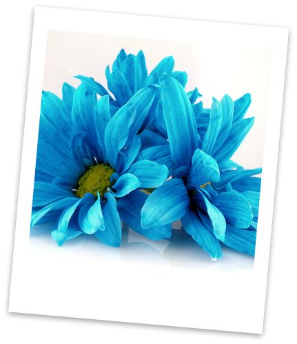 [blue+daisies.jpg]