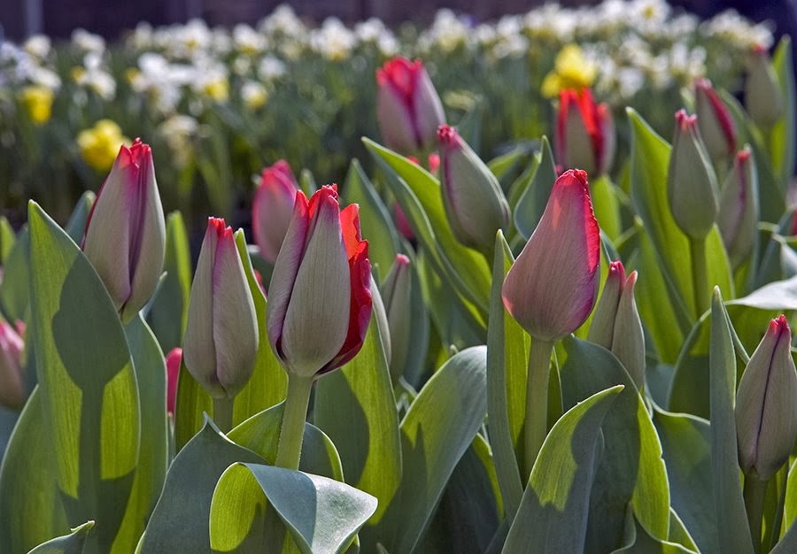 [tulips+not+opened+sm.jpg]