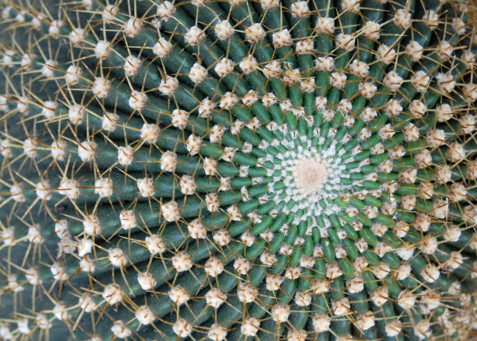 [cactus3.jpg]