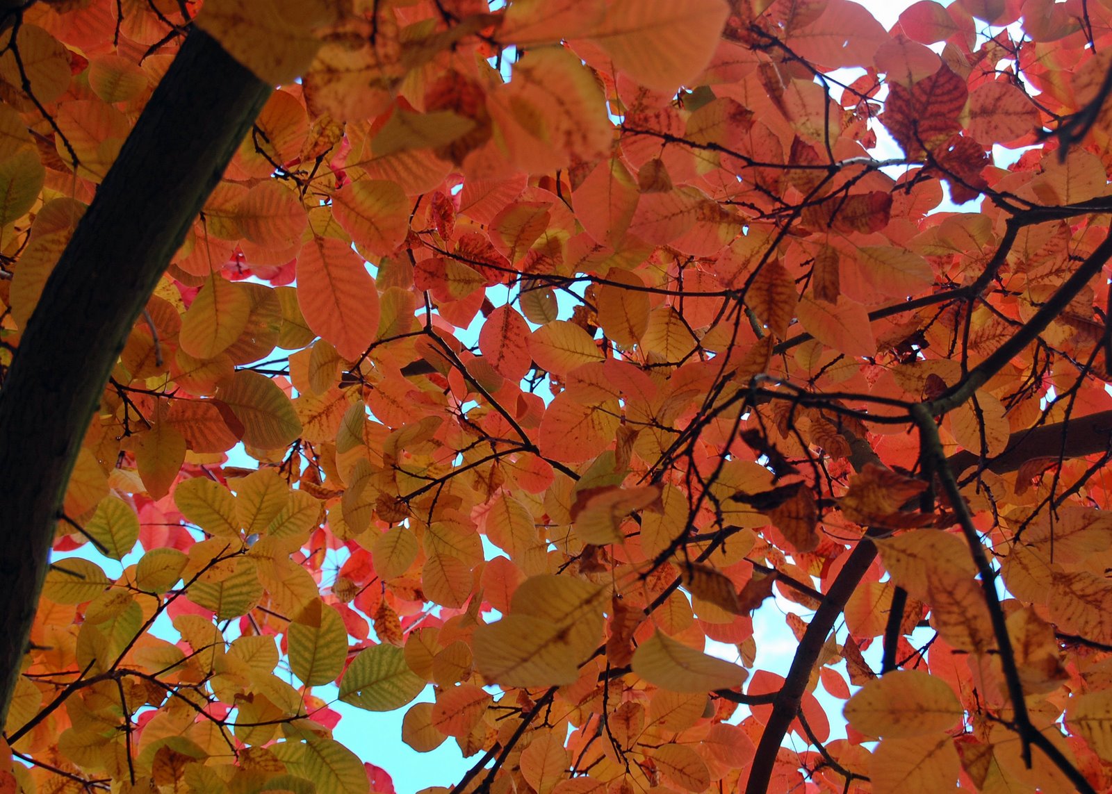 [autumn+leaves.jpg]