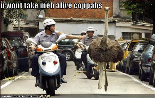 [funny-pictures-ostrich-police-chase.jpg]