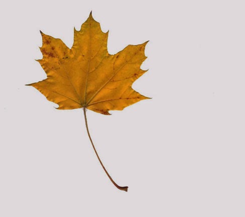 [yellow+leaf.jpg]