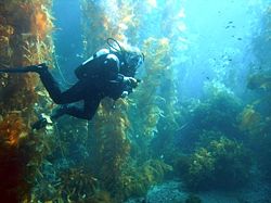 [250px-Diver_in_kelp_forest.jpg]