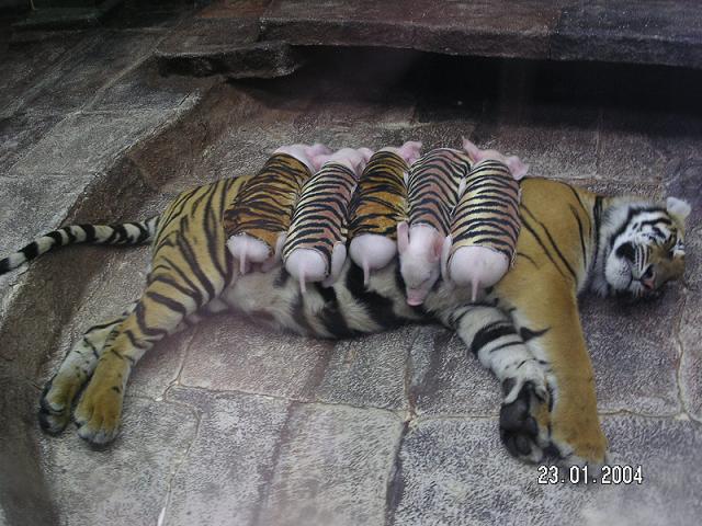 [Mother_Tiger2.jpg]