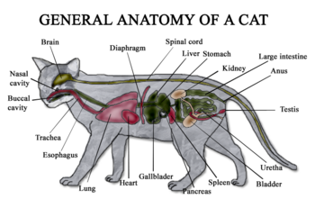 [350px-Cat_anatomy_diagram.png]