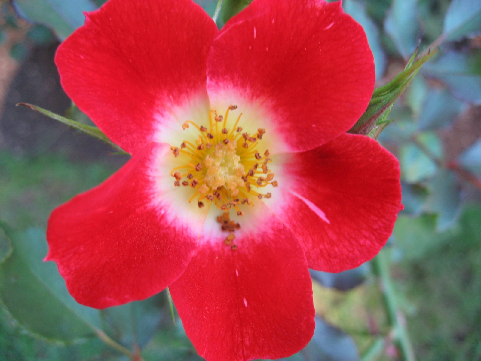 [Red+Flower.jpg]
