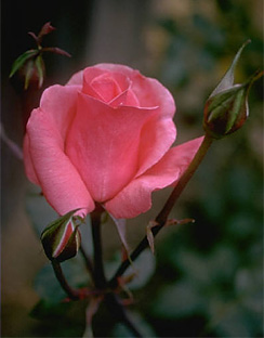 [pink-rose.jpg]