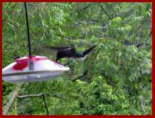 [hummingbird4.jpg]