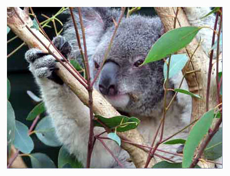 [koala-web.jpg]