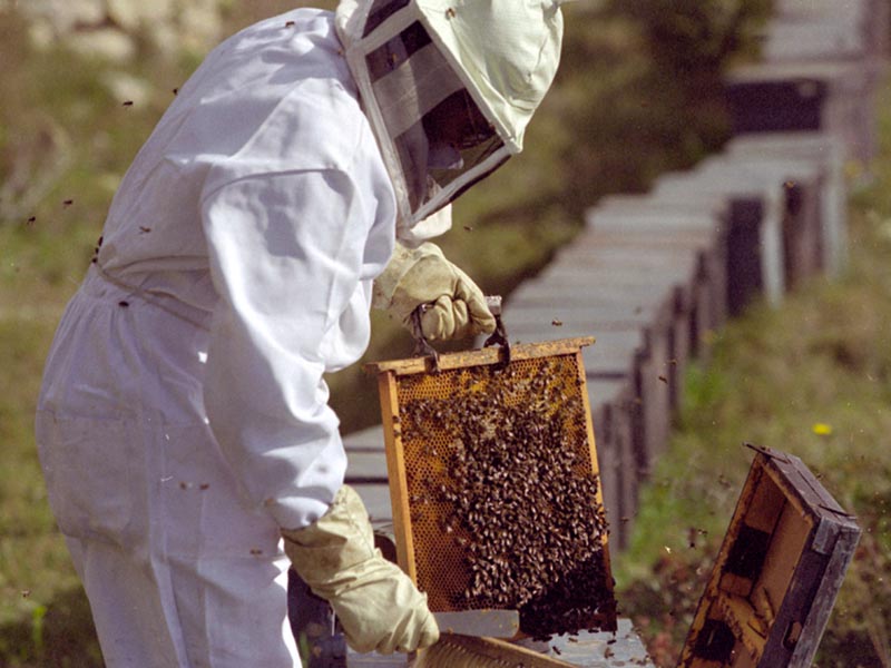 [apicultor.jpg]