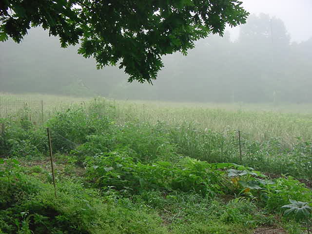 [foggy+garden.JPG]