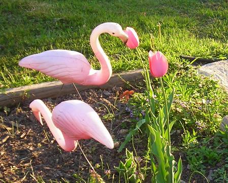 [flamingotulip.JPG]