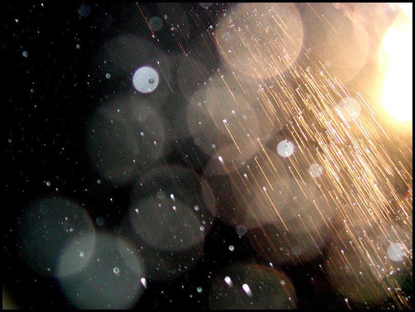[Gilded_Rain_by_wasureru.jpg]