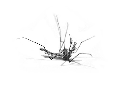 [dengue1.jpg]