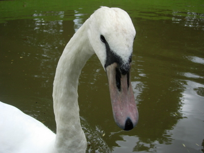 [swan+france.jpg]