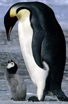 [march-of-the-penguins-6.jpg]
