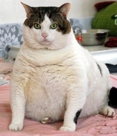 [fat-cat-712938.jpg]