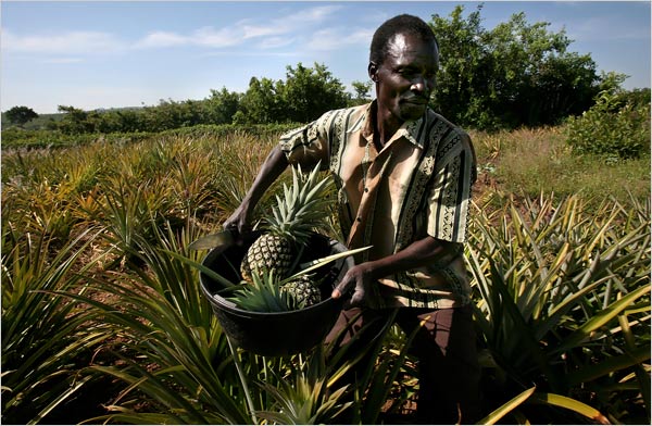 [NYT+-+Politics+Aid+-+Pineapple+Farmer.JPG]