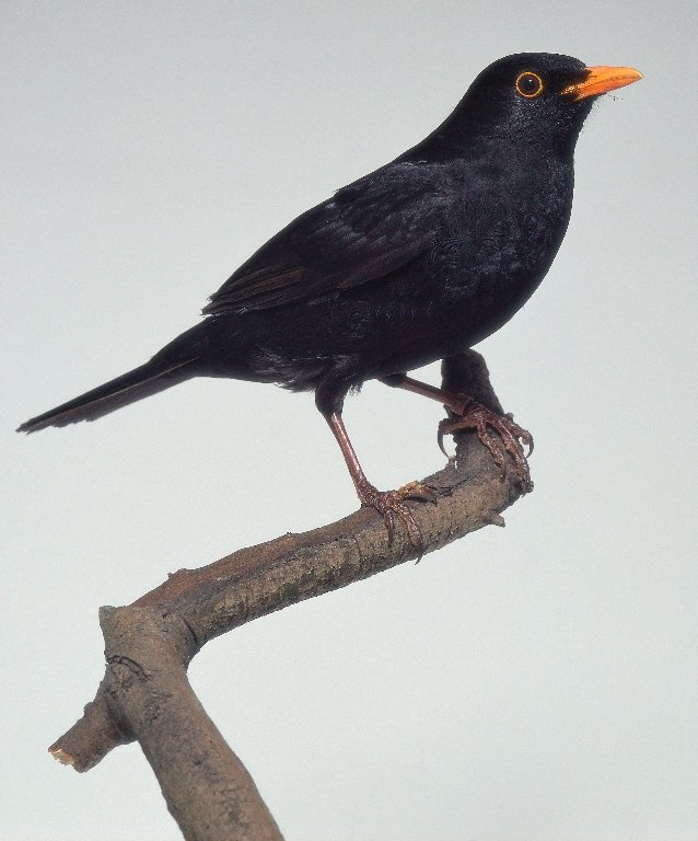 [blackbird.JPG]