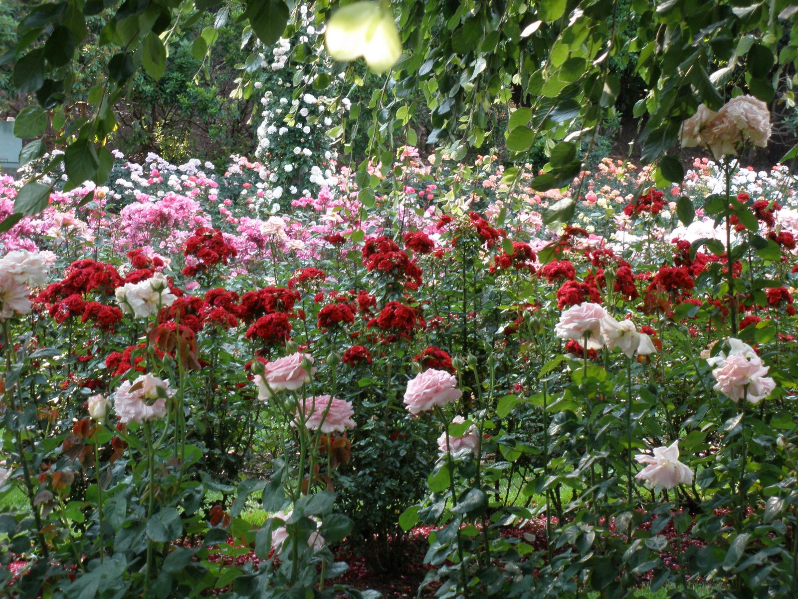 [Rose+Garden+from+Under+Weeping+Tree.jpg]