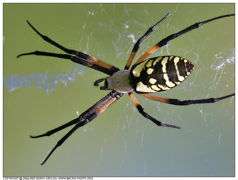 [macro189-arachnids-black-and-yellow-garden-spider-orb-araneae-araneidae-argiope-aurantia.jpg]