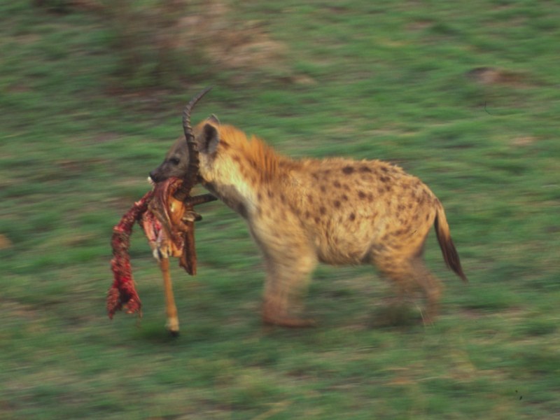 [2004167+Spotted+Hyena+with+Kill.jpg]