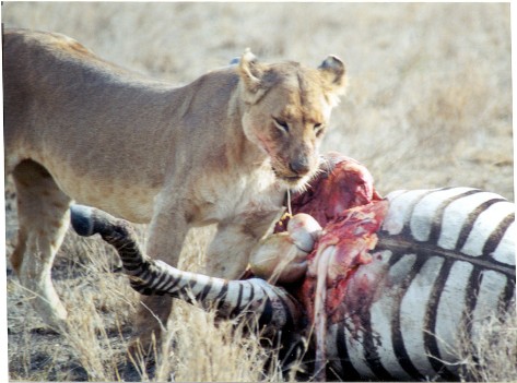 [lion_eating_zebra.jpg]