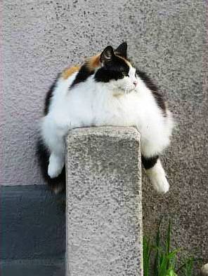 [funny-cat-picture-fat-cat.jpg]