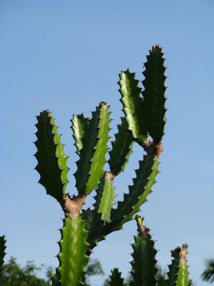 [Cactus.jpg]