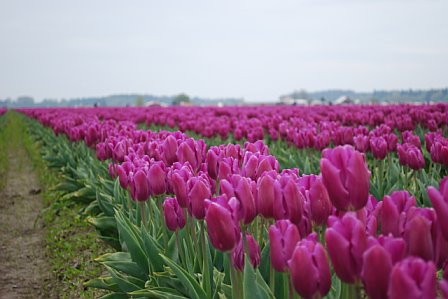 [Purple+Tulips.jpg]